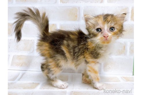 成約済の東京都のマンチカン-67121の3枚目