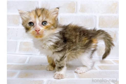 成約済の東京都のマンチカン-67121の4枚目