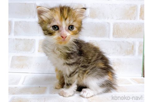 成約済の東京都のマンチカン-67121の5枚目