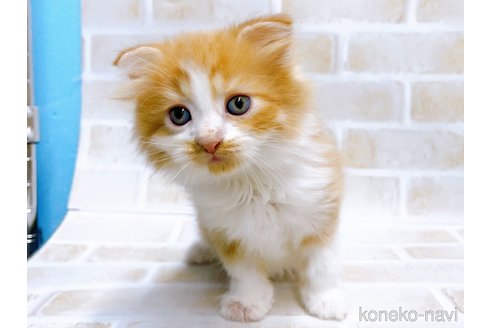 成約済の東京都のマンチカン-67122の2枚目