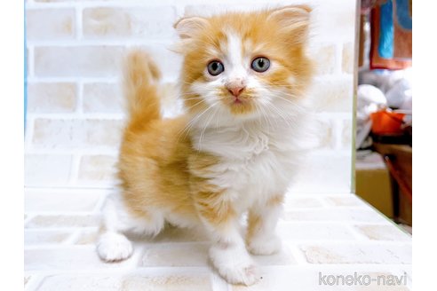 成約済の東京都のマンチカン-67122の3枚目