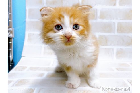 成約済の東京都のマンチカン-67122の4枚目