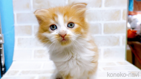 成約済の東京都のマンチカン-67122の1枚目