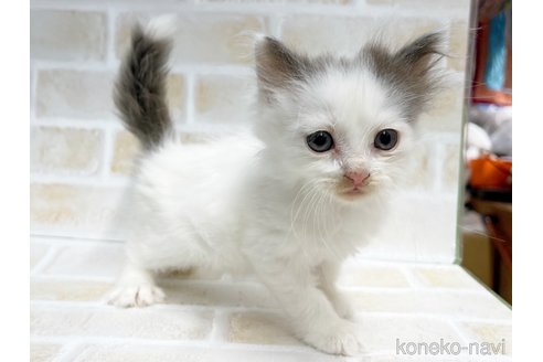 成約済の東京都のサイベリアン-67124の3枚目