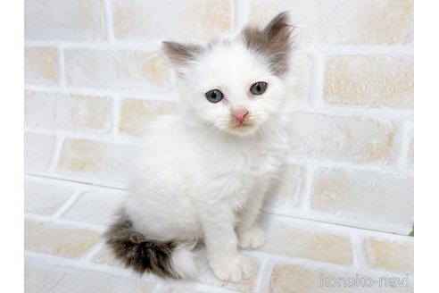 成約済の東京都のサイベリアン-67124の2枚目