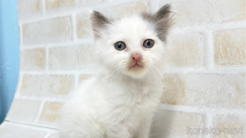 成約済の東京都のサイベリアン-67124の1枚目