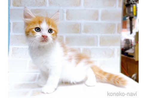 成約済の東京都のサイベリアン-67126の2枚目