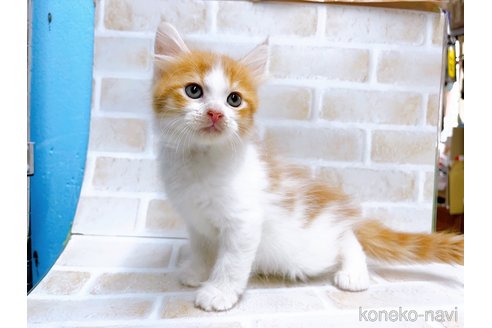 成約済の東京都のサイベリアン-67126の4枚目