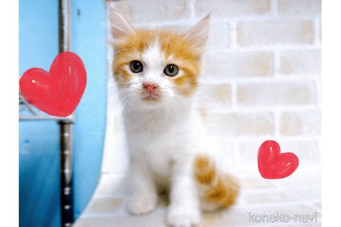 成約済の東京都のサイベリアン-67126の5枚目