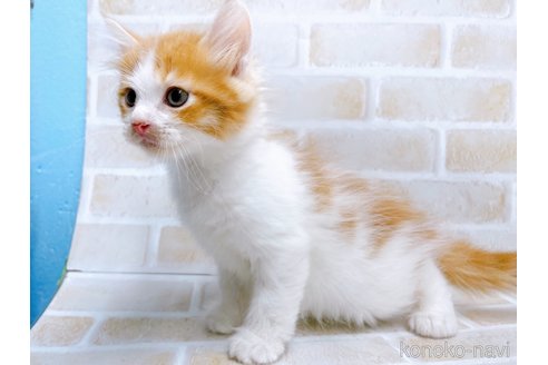 成約済の東京都のサイベリアン-67126の6枚目