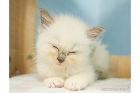 成約済の千葉県のラグドール-67152の2枚目