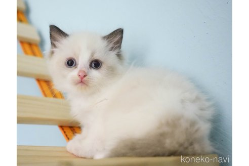 成約済の千葉県のラグドール-67154の5枚目