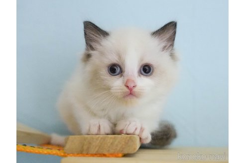 成約済の千葉県のラグドール-67154の6枚目
