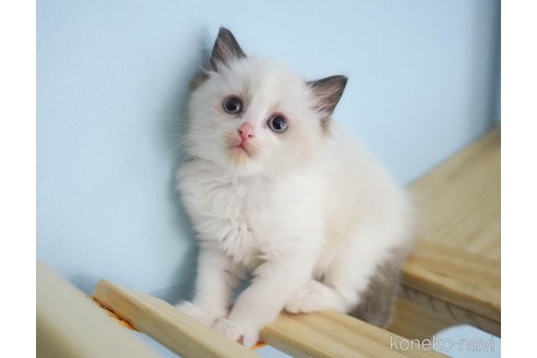 成約済の千葉県のラグドール-67154の2枚目