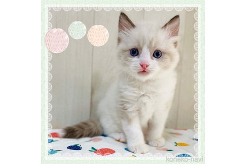 成約済の大阪府のラグドール-66676の1枚目