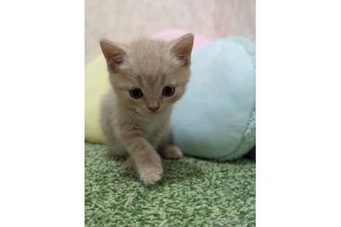 成約済の千葉県のスコティッシュフォールド-67168の4枚目