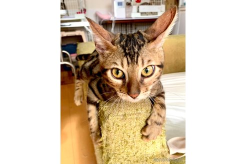 成約済の静岡県のベンガル-58797の14枚目