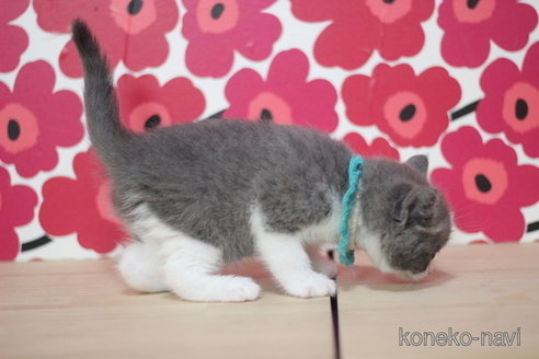 成約済の東京都のブリティッシュショートヘア-67216の2枚目