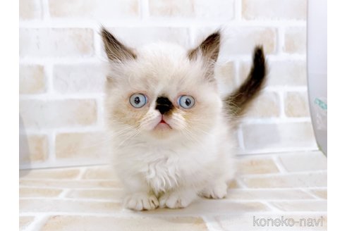 成約済の東京都のミヌエット(短足)-67248の2枚目