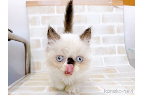 成約済の東京都のミヌエット(短足)-67248の3枚目