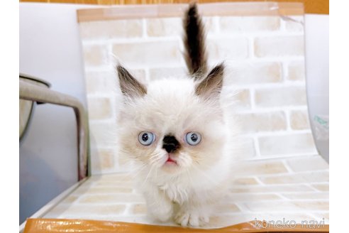 成約済の東京都のミヌエット(短足)-67248の7枚目