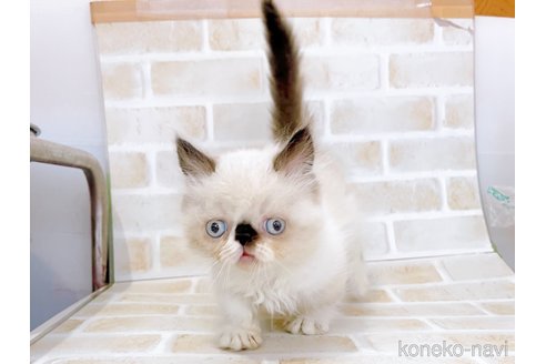 成約済の東京都のミヌエット(短足)-67248の8枚目