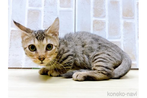 成約済の東京都のジェネッタ-66198の8枚目