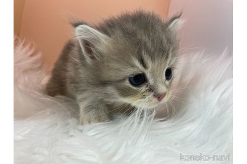 成約済の埼玉県のサイベリアン-67272の7枚目