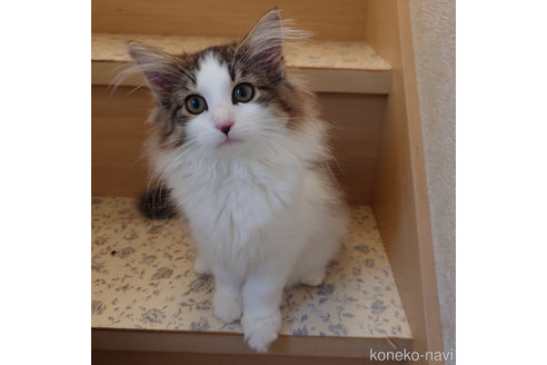 成約済の埼玉県のノルウェージャンフォレストキャット-61637の2枚目