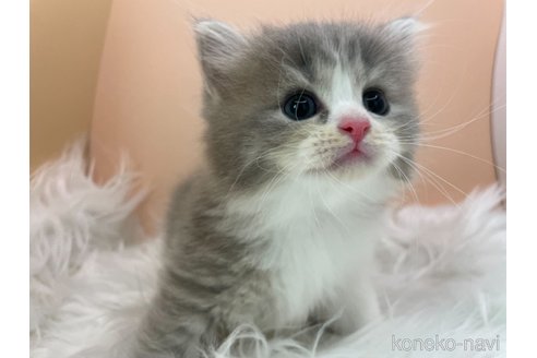 成約済の埼玉県のサイベリアン-67324の5枚目