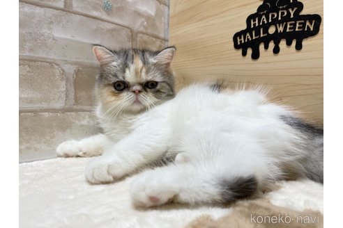 成約済の愛知県のエキゾチックショートヘア-62700の4枚目