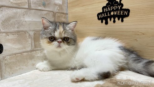 成約済の愛知県のエキゾチックショートヘア-62700の2枚目