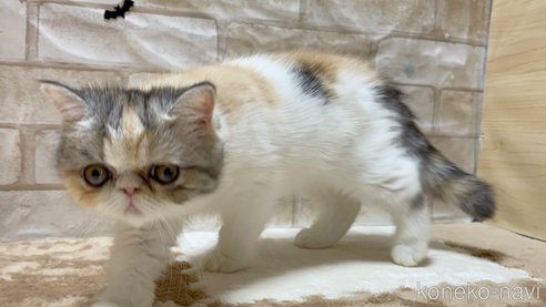 成約済の愛知県のエキゾチックショートヘア-62700の3枚目