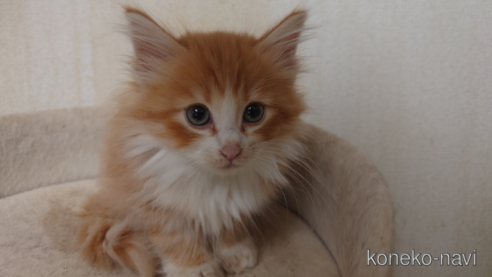成約済の埼玉県のノルウェージャンフォレストキャット-67041の1枚目