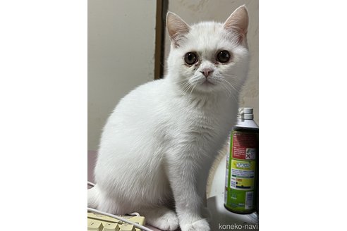 成約済の埼玉県のミックス-62513の49枚目