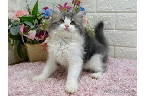 成約済の東京都のラガマフィン-65969の3枚目