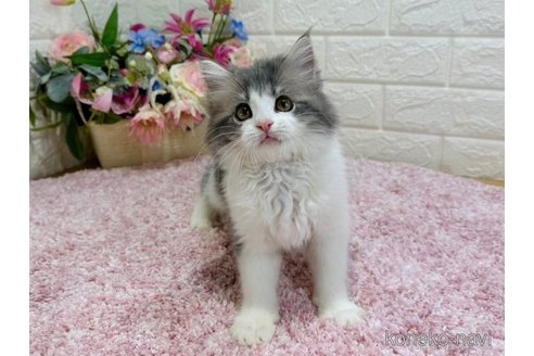 成約済の東京都のラガマフィン-65969の4枚目