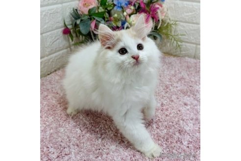 成約済の東京都のラガマフィン-65841の4枚目