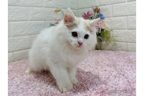 成約済の東京都のラガマフィン-65841の3枚目