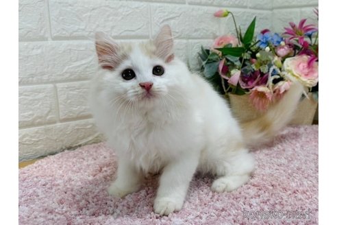 成約済の東京都のラガマフィン-65841の1枚目
