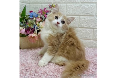 成約済の東京都のラガマフィン-65839の2枚目