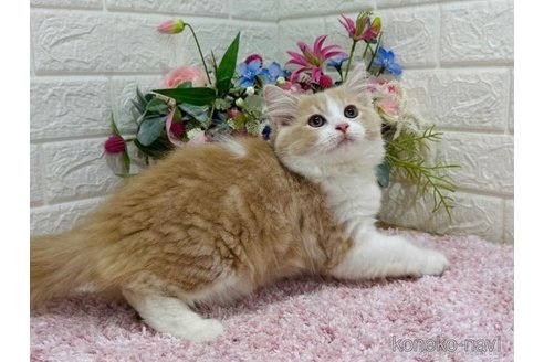 成約済の東京都のラガマフィン-65839の5枚目