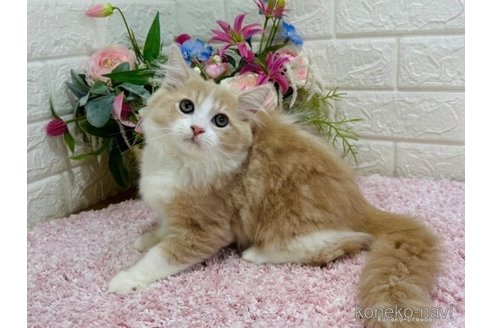 成約済の東京都のラガマフィン-65839の1枚目