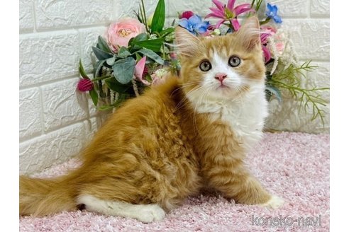 成約済の東京都のラガマフィン-65838の1枚目