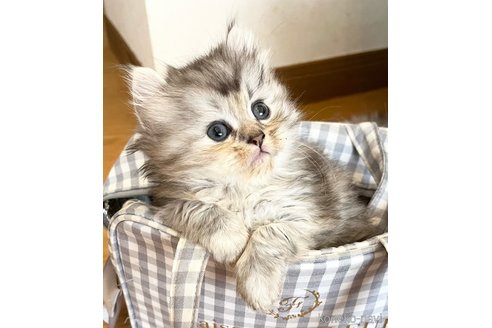 成約済の福島県のミヌエット-67435の16枚目