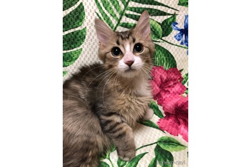 成約済の大阪府のミヌエット-60495の7枚目