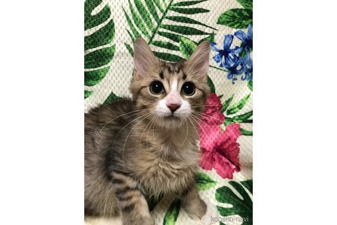 成約済の大阪府のミヌエット-60495の8枚目