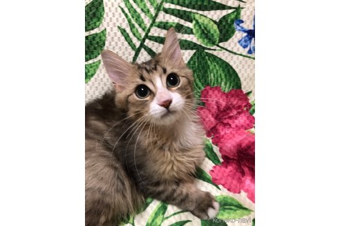 成約済の大阪府のミヌエット-60495の3枚目