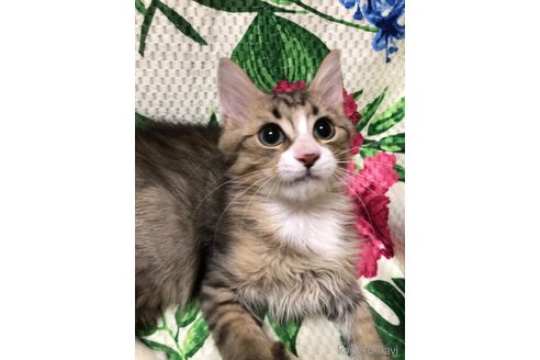 成約済の大阪府のミヌエット-60495の5枚目