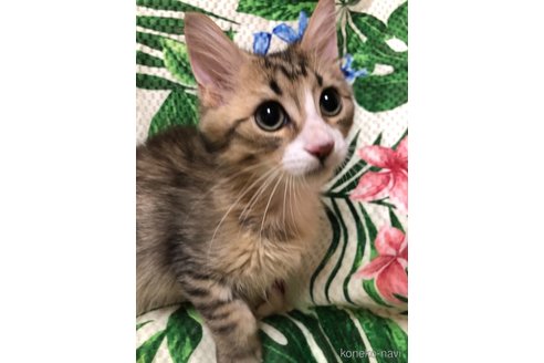 成約済の大阪府のミヌエット-60495の6枚目